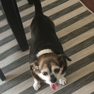 Meet your Posher, Molly